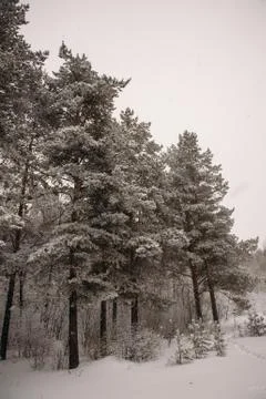 Winter forest, pine Stock Photos