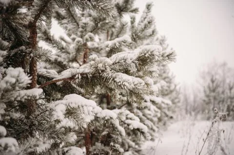 Winter forest, pine Stock Photos