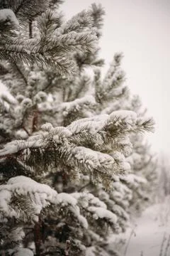 Winter forest, pine Stock Photos