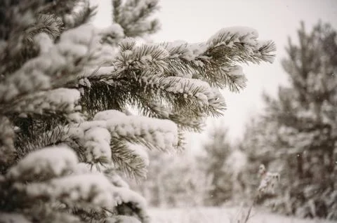 Winter forest, pine Stock Photos