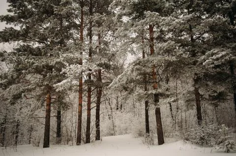 Winter forest, pine Stock Photos