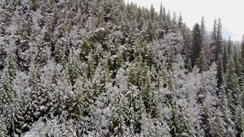 Winter Forest With Pine Tree On Mountain Stock Footage 166456115