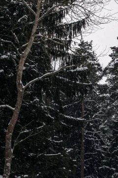 Winter forest with pine tree in storm Stock Photos