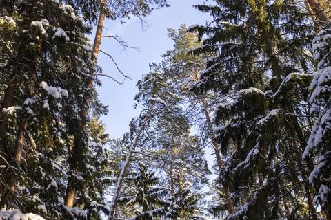 Winter forest with pine tree in sunbeams Stock Photos