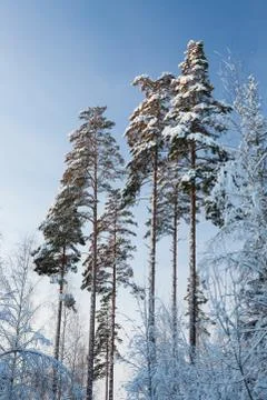 Winter forest pine tree tops in finland at dusk Stock Photos