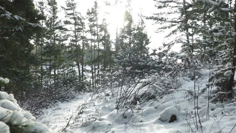 Winter forest pine trees covered with snow Stock Footage 118203419