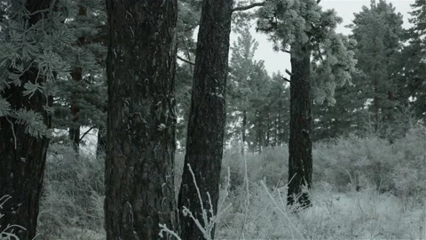 Winter forest pine trees with foar frost and snow panorama video Stock-Footage 118135002