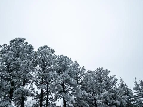 Winter forest with pine trees with hoar frost Stock-Fotos