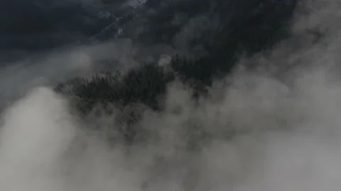 Winter forest. Pine trees. Misty mountains4 Stock Footage 147979905