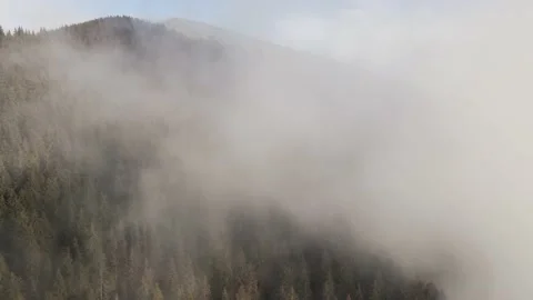 Winter forest. Pine trees. Misty mountains3 Stock Footage 147979965