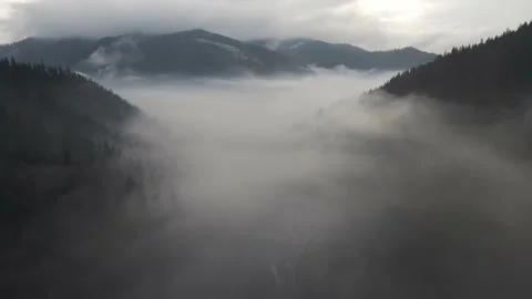 Winter forest. Pine trees. Misty mountains2 Stock Footage 147979966