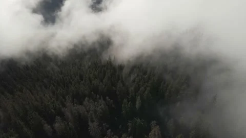 Winter forest. Pine trees. Misty mountains Stock Footage 147980007