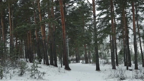 Winter forest pine trees panorama video Stock-Footage 118203411