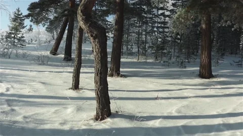 Winter forest pine trees shadows on snow panning shot Stock-Footage 117266807