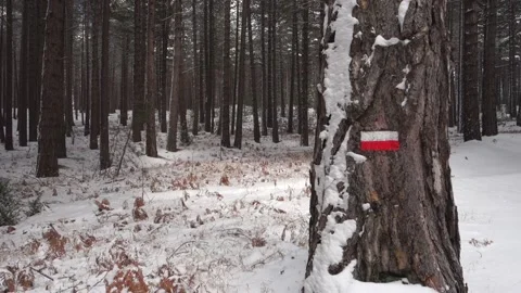 Winter Forest Pine Trees Sicily Pan Trunks Trail Mark Path Snow Park Etna Vídeos de archivo 150589027