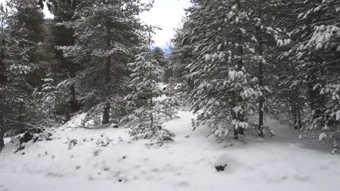 Winter Forest Pine Trees Snow Sicily Pan Entrance Dense Pinewood Park Etna Vídeos de archivo 150597949