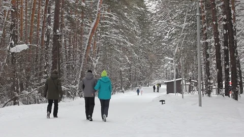 Winter forest. Pine trunk in snow. Stock Footage 123153649