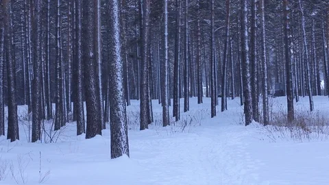 Winter forest. Pine trunk in snow. Stock Footage 123153666