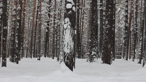 Winter forest. Pine trunk in snow. Stock Footage 123153884