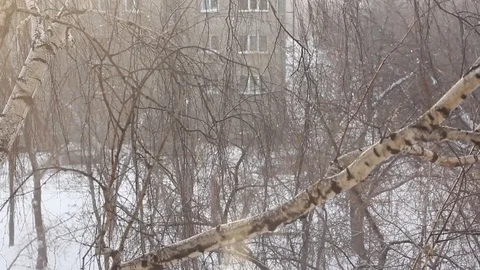 Winter forest. Pine trunk in snow. Stock Footage 123518430