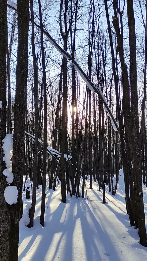 Winter forest. Pine trunk in snow. Stock Footage 233946488