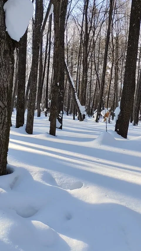 Winter forest. Pine trunk in snow. Stock Footage 233946516