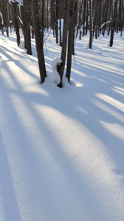 Winter forest. Pine trunk in snow. Stock Footage 233946538
