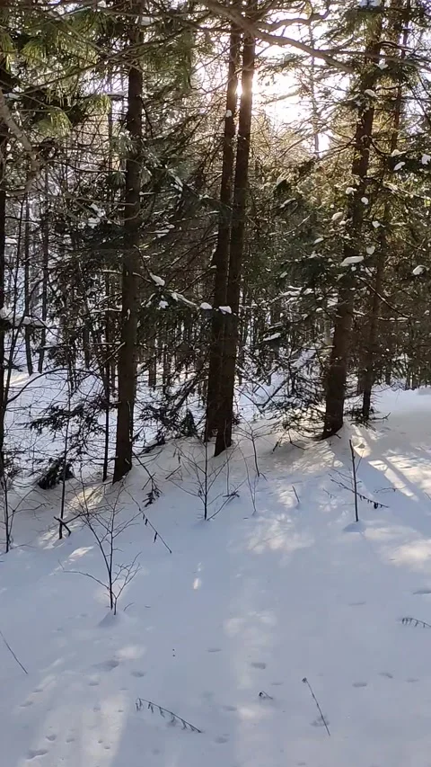 Winter forest. Pine trunk in snow. Stock Footage 233946544