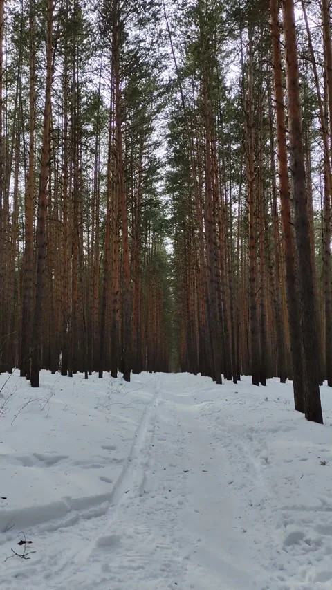 Winter forest. Pine trunk in snow. Stock Footage 234106965