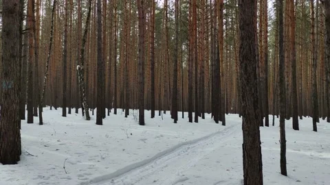 Winter forest. Pine trunk in snow. Stock Footage 234106966
