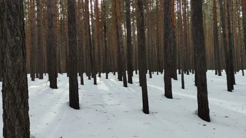 Winter forest. Pine trunk in snow. Stock Footage 234107018