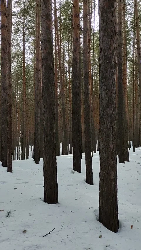Winter forest. Pine trunk in snow. Stock Footage 234107029