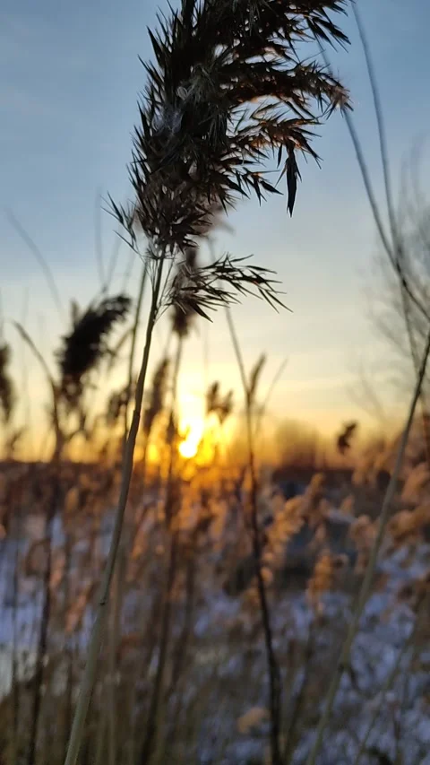 Winter forest. Pine trunk in snow. Stock Footage 237799751