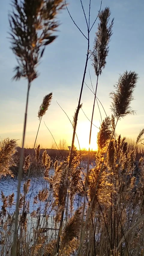 Winter forest. Pine trunk in snow. Stock Footage 237799755