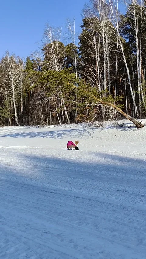 Winter forest. Pine trunk in snow. Stock Footage 237855177