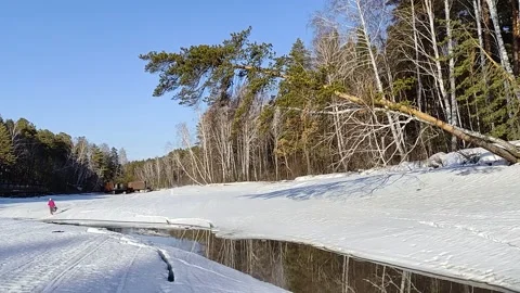 Winter forest. Pine trunk in snow. Stock Footage 237855182