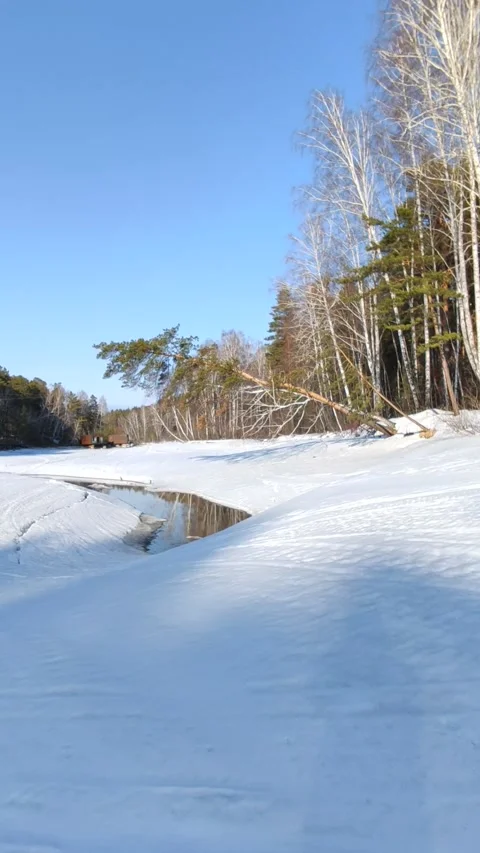 Winter forest. Pine trunk in snow. Stock Footage 237855203