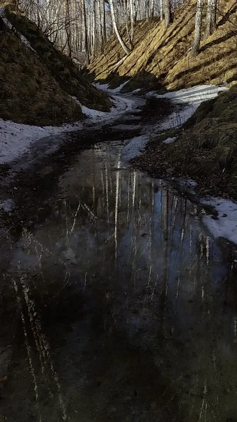 Winter forest. Pine trunk in snow. Stock Footage 237855223
