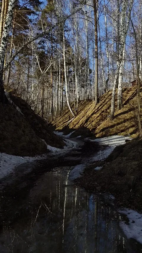 Winter forest. Pine trunk in snow. Stock Footage 237855224