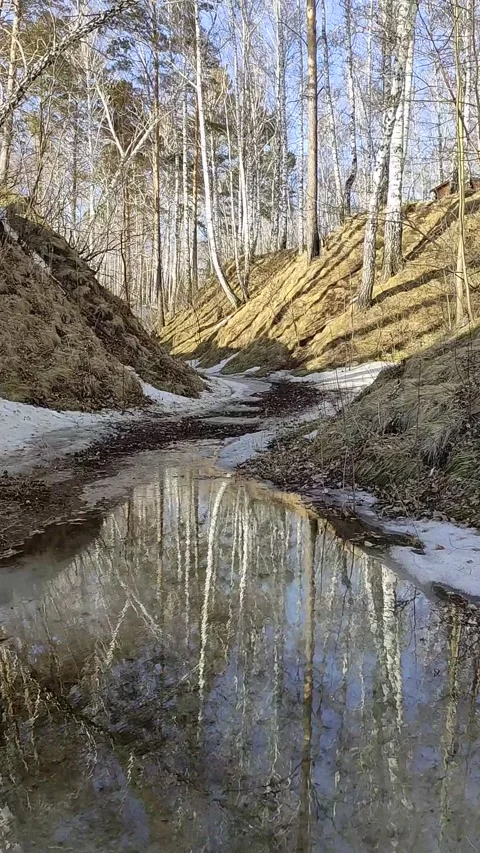 Winter forest. Pine trunk in snow. Stock Footage 237855225