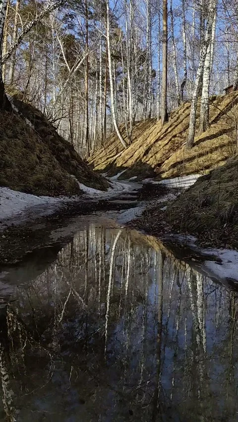 Winter forest. Pine trunk in snow. Stock Footage 237855229