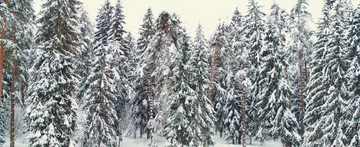 Winter forest. Pines and spruces Stock Footage 85687859
