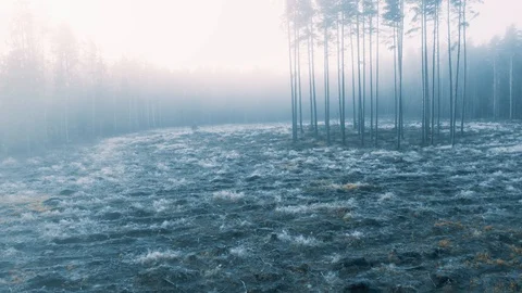 Winter forest pines, smooth aerial backwards motion Stock Footage 99291326