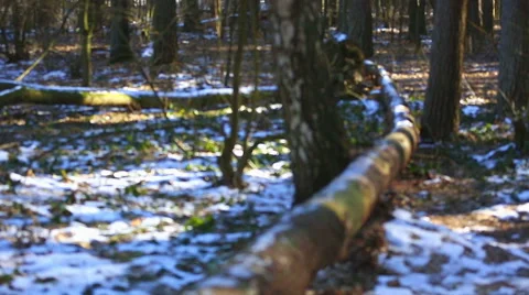 Winter forest in poland Stock Footage 58654353