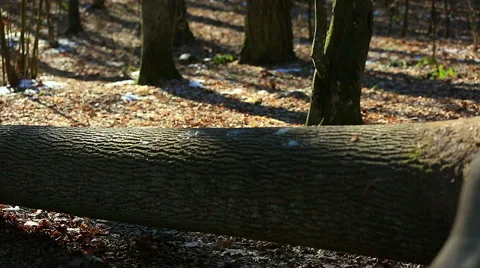 Winter forest in poland Stock Footage 58654633
