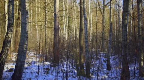 Winter forest in poland Stock Footage 58655067