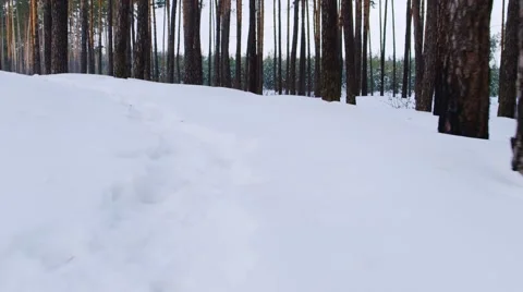 Winter forest POV video Stock Footage 58889040
