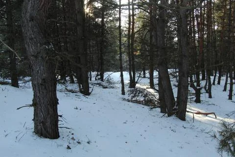 Winter forest in the rays of the setting sun Stock Photos