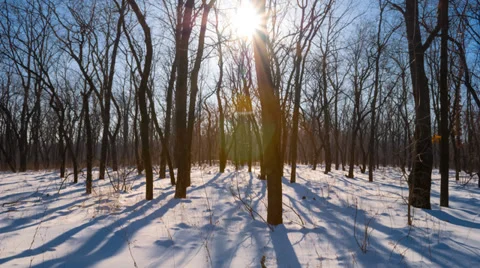 Winter forest in a rays of sun Stock Footage 37071044