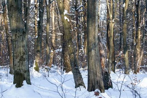 Winter forest in the rays of the sun at sunset. Landscape Stock Photos